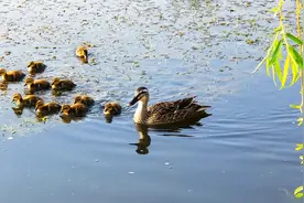 大连前关湿地公园观鸭图片