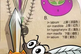 科学密探 | 蚊子在你的皮肉血管里微创解剖、注射和抽血......图片