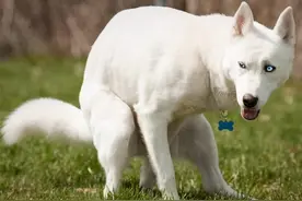 为什么狗拉粑粑时，喜欢盯着主人？背后有这些真相图片