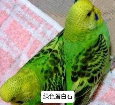 黄绿鱼鳞鹦鹉