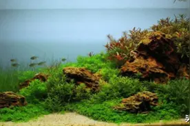 很多鱼儿都是被自己“毒死”的，这也就是我们常说开缸的必要性图片