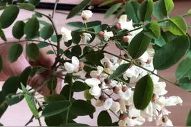 槐花这样做太香了，加入4颗鸡蛋，不蒸也不炒，鲜香入味又好吃图片
