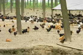 鸡的破坏力强，山林耕地放养土鸡，为何活动的地方光秃秃的？图片