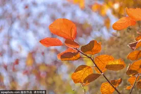 最新实拍！北京这里红叶美翻了！关键人少还免费，快来打卡图片