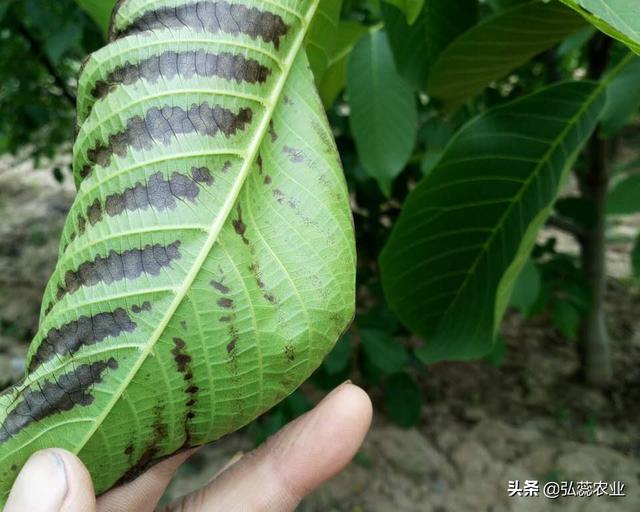 高温天果园追肥 还是选用氨基酸肥稳当