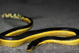 世界分布最广，渔民最害怕的海蛇？长吻海蛇：“捞我，你怕了吗”图片