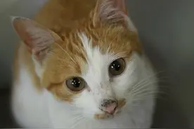 都说猫没良心，可猫一旦报恩，主人根本承受不起图片