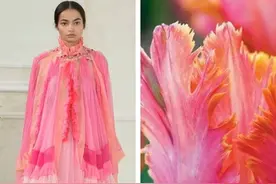 Gucci、阿玛尼...奢侈品集体抄袭？相似度超高：自然界教你做人图片