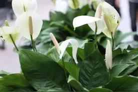 养一帆风顺，夏季注意防晒、给点肥水，叶色常绿开花美图片