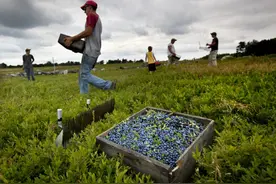 一周2000加元干半天活招不到人，加拿大BC省蓝莓收获面临挑战图片