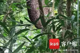 海口27人被蜇，一人不幸身亡！清明祭扫遇上它们要小心图片