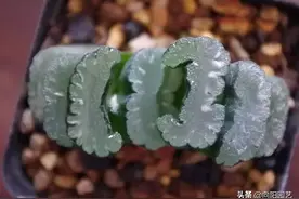 多肉植物中，这种多肉不用晒太阳，散射光也能养，照样出状态图片