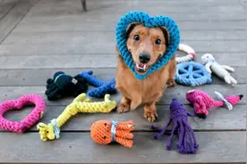 给幼犬做好心理建设，狗狗长大会变乖！主人要注意这3点图片