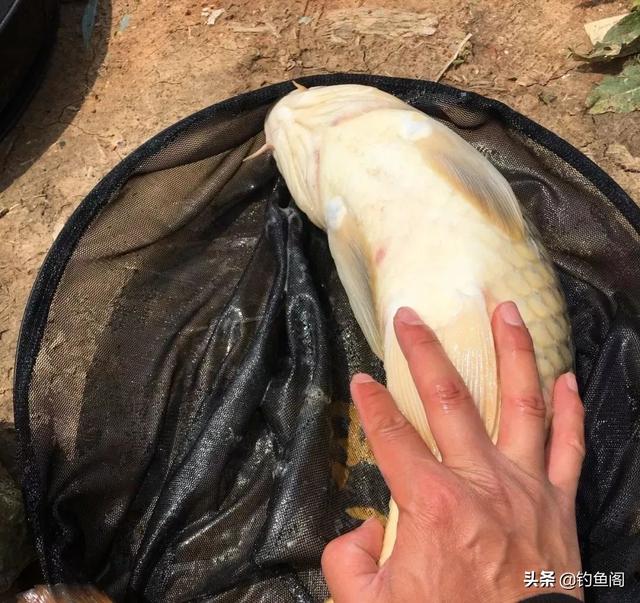 野生鲤鱼特别“精”，一定要投其所好才能尽快将其诱进窝