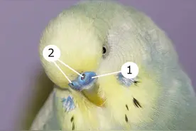 鸟的嗅觉厉害吗？也就比狗强一点，比人强亿点吧图片