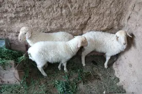 圈养8只繁殖母羊当副业，打工养羊两不误，可行性有多高？图片