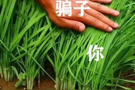 急急急！又见打着“央广”招牌的新型骗局！骗子专骗你这种人？图片