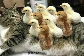 调皮小鸡踩着猫咪身上蹿下跳，还啄猫咪的脑袋，怕是不要命了吧图片