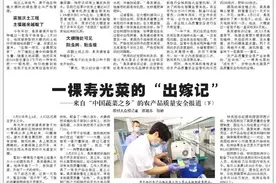 一棵寿光菜的“成长史”——来自“中国蔬菜之乡”的农产品质量安全报道（上）图片