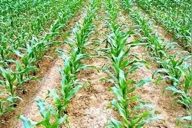 玉米除草剂有哪些种类？使用玉米除草剂应讲究方法，防止发生药害图片
