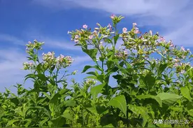 农民若全都不抽烟了，会影响经济的发展吗？图片