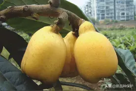 “果之冠”-枇杷有哪些授权新品种？图片