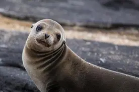 罹难的海狗图片