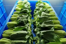 兵哥哥的炊事班里有多整齐？青菜辣椒就忍了，看到面粉可真忍不了图片
