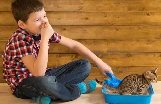 猫咪的尿液奇臭无比？那可能它的这项能力很厉害