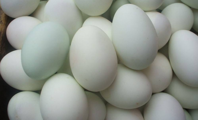鸭蛋怎么做鸭蛋的简单做法（鸭蛋5种最好吃的做法）