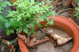 山上黄荆做成盆景，4个细节要做好。才能提高成活率图片