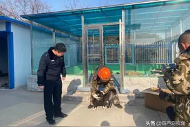 葫芦岛：“国宝”秃鹫落难海岛，民警野保部门及时救助图片
