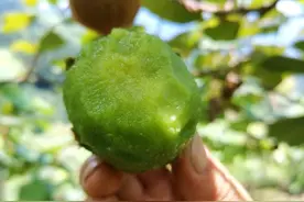 一个90后猕猴桃种植户的2020总结图片