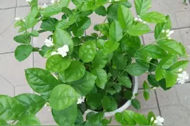 茉莉花有4个“爱好”，做到就能叶色油绿，枝壮花多，生长旺盛图片