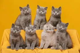 宠物摄影的生意经图片