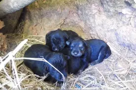 家里曾养过一只黑狗（乡土散文）图片