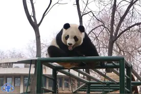 “格格”驾到！天津动物园将再引进一只大熊猫图片