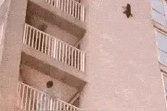 猫咪上20层高楼捉老鼠，五狗大战眼镜王蛇图片