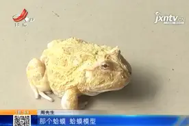 南昌：男子赣江边捡到“另类”蟾蜍，朋友的一句话把他乐坏了图片