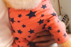你不要死啊！柴犬吃完纳豆嘴巴不停颤抖，兽医的回答让宠主害羞图片