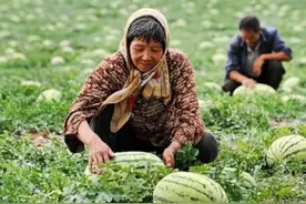 在压砂地种西瓜，到底有多大危害？硒砂瓜为什么被局部禁种？图片