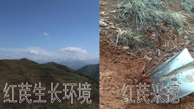 红芪和黄芪一字之差，到底有何不同呢，看看药农老丁怎么说
