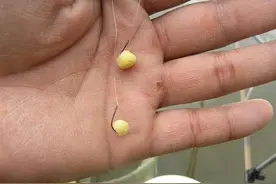 补充用玉米钓鱼，从没有钓到过大鱼其中的一个原因：挂钩不正确图片