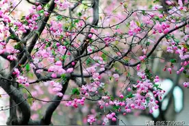唱红《桃花朵朵开》的歌手，被爱妻嫌弃花百万整容，今帅出新高度图片
