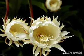 小昙花，大产业！这里的昙花何止“一现”？图片