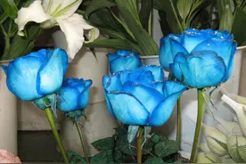 365天：来看你生日那天的花语图片