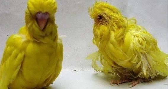 黄绿鱼鳞鹦鹉