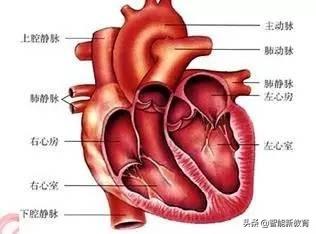 七年级下册生物期末考试复习提纲，内容全面，考点丰富