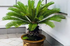 又到铁树生长旺季，做好“一多一少”，再给点肥料，快速长新叶图片