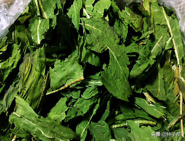 鲁梅克斯能割20年，耐-40度低温，优缺点都在这了，看清楚再种